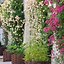 Image result for Wall with Plants
