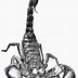 Image result for Beautiful Scorpion Drawing