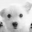 Image result for Dogs Wallpaper for Kindle