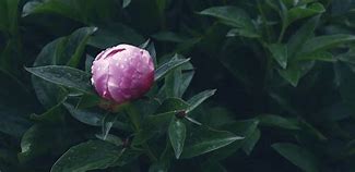 Image result for Peonies in Pots