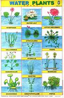 Image result for Aquatic Plants Chart