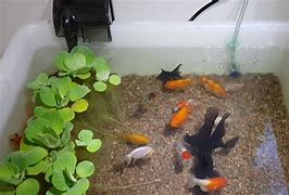 Image result for DIY Goldfish Pond