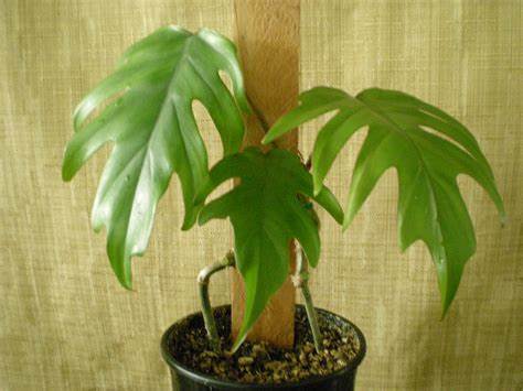 Philodendron Mayoi Care And Tips - Ultimate Guide - Golden Garden