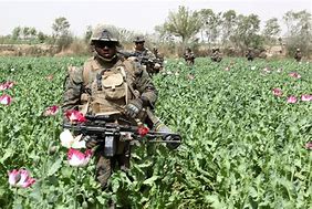 Image result for images us soldiers guarding afghan poppy fields