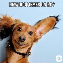 Image result for Stock Dog Meme
