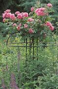 Image result for Rose Plant Supports