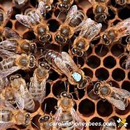 Image result for Queen Bee Insect