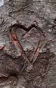 Image result for Heart Carved Tree