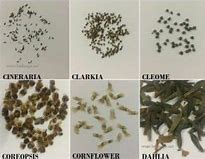 Image result for Plant Seed Identification Chart