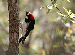 Image result for Cute Acorn Woodpecker