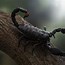 Image result for Cool High Definition Wallpaper Scorpion