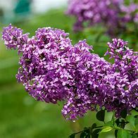 Image result for Lilac Sunday Lilac