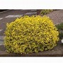 Image result for Golden Euonymus - 3 Gallon | Plantingtree