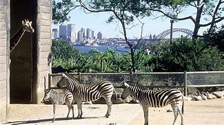 Image result for Taronga Zoo Australia