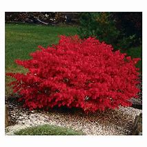 Image result for Burning Bush%2C 2 Gal-Bright Red Fall Color One Of The Most Colorful Shrub%2FBushs Ever Developed