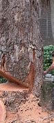 Image result for Technique to Cut Tree
