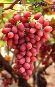 Image result for Grapes with Hair