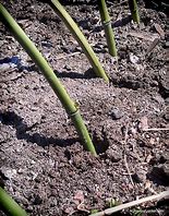Image result for Using Bamboo Stakes to Support Peony