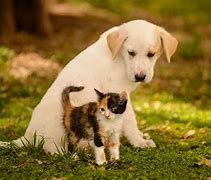 Image result for Puppy and Kitty Wallpaper