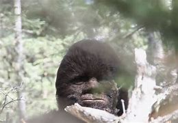 Image result for Sasquatch watching you