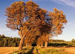 Image result for Native American Chestnut Trees