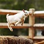 Image result for Funny Happy Goat