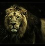 Image result for Cool Lion Wallpaper