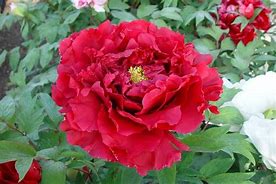 Image result for Japan Peony
