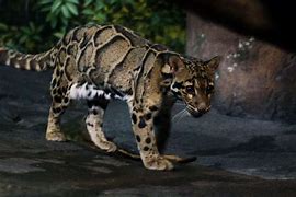 Image result for Formosan Clouded Leopard