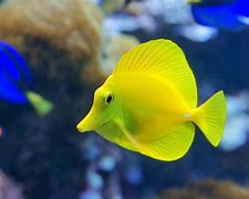 Image result for Yellow Saltwater Fish