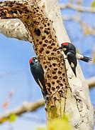 Image result for Acorn Woodpecker Wallpaper