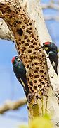 Image result for Acorn Woodpecker Chaparral