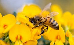 Image result for Western Honey Bee Animal