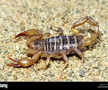 Image result for Northern Scorpion