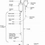 Image result for Ventrogluteal Injection Site Diagram