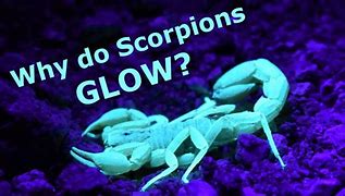 Image result for What Makes Scorpions Glow