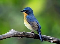 Image result for Thumbelina Bird