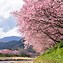Image result for 河津桜 岡崎