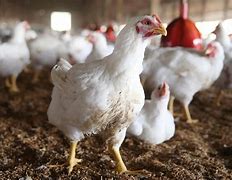 Image result for States with Bird Flu