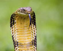 Image result for Indian King Cobra Snake