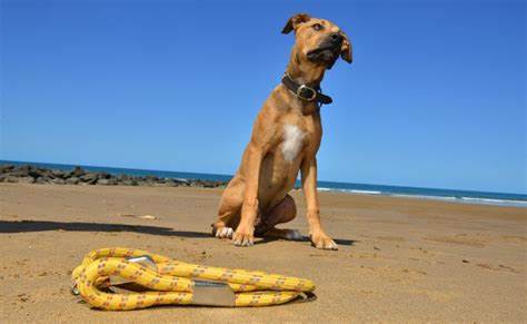 Residents push for Bargara off-leash dog beach | The Courier Mail
