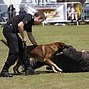 Image result for Police Officer Dog