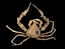 Image result for Scorpion Crab