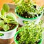 Image result for Small Indoor Herb Garden