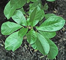 Image result for Magnolia Tree Leaf