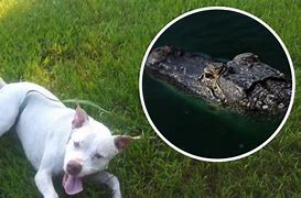 Image result for Alligator Attacks Dog