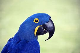 Image result for Bird with Human Face