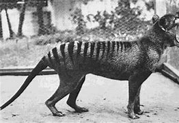 Image result for Tasmanian Tiger Died