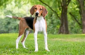 Image result for American Foxhound