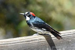 Image result for Acorn Woodpecker Pic